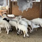 ضان مواليد من 1440