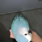 السلام عليكم اليوم عارض روز هدد داخلي روز ما شاء الله لعوب