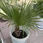 نخيل الزينة تبارك الله واشنطون