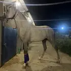 حصان جزيري شعبي
