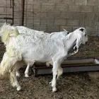 مشروع فحل تيس(تم البيع )