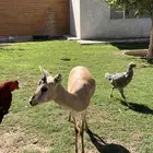 للبيع ريم عربي