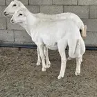 شاه خلفه