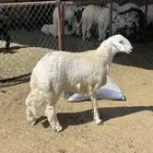 طليان جذعان
