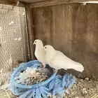 للبيع زوج حمام صنعاني
