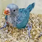فروخ دره هولندي ازرق (تم البيع )