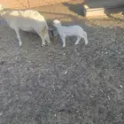 للبيع شياه حري موليد3