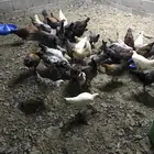 دجاج بلدي بشاير
