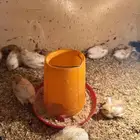 للبيع صوص سمان تكساس امريكي