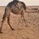 قعود وبكرتين مفاريد