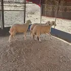 2 طليان ورخل