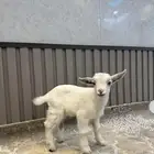 ماعز قزم