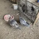للبيع بط بح