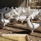 دجاج براهما وحمام فرنسي جامبو