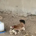 دجاجه بلديه مفرخه معها 8 فروخ اول انتاج لها الموقع محايل