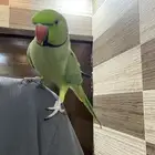 ببغاء دره متكلم جاهز للنتاج