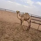 قعود للبيع 6 شهور