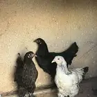دجاج برهام