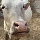 بقرة للبيع