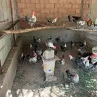 ديوك