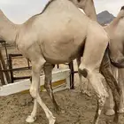 قعدان مفاريد كفو للبيع أتواصل