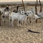 ماعز للبيع الشواق