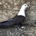 حمام بصراوي أنثى  شرط  الصحة 100