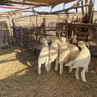 الطليان