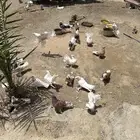 حمام