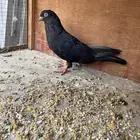 انثى قطيفي قلابي