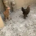 للبيع دجاج براهما