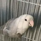 اناثى روز و دره