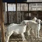 طليان حريه وسواكن تربيه سمان فل شحم ولحم