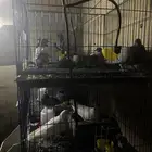 شبوك حمام محاكر