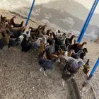 دجاج وديوك بلدي اعمار شهرين الى شهرين ونص اسود سك تم البيع