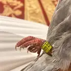 اللي ضايع له زاجل. على طريق عيينه