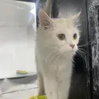 قطة أنثى أليفة للتبني