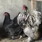 براهاما الماني