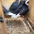 قطايف العدد6