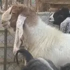 تيس فحل مضمون ومشروط 100