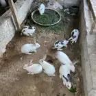 مجموعه ارانب للبيع