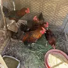 دياكه للبيع الموقع بيشة