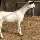 جفرة صنف فاخر