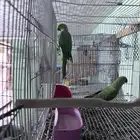 زوج طيور دره