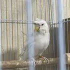 زوجين هوقو   ذكر هوقو