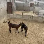 العرضيه الجنوبيه