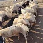 برابر جذعان وثنيان جملة وتفريد