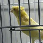كناري مغرد