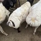 برابر مرابي السن جذع