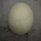 بيض نعام للرسم